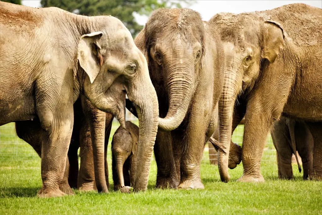 Junior Magazine UK Family Travel 5 Reasons Why ZSL Whipsnade Zoo Makes a Roarsome Sleepover!