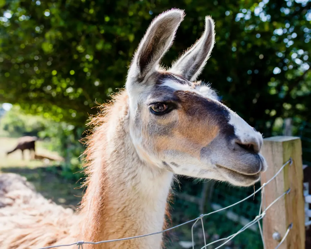 Junior Magazine UK Family Travel A Llama Trekking Adventure in the Beautiful Surrey Hills at The Merry Harriers