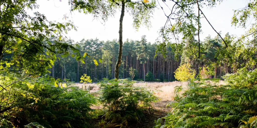 Junior Magazine UK Family Travel A Llama Trekking Adventure in the Beautiful Surrey Hills at The Merry Harriers