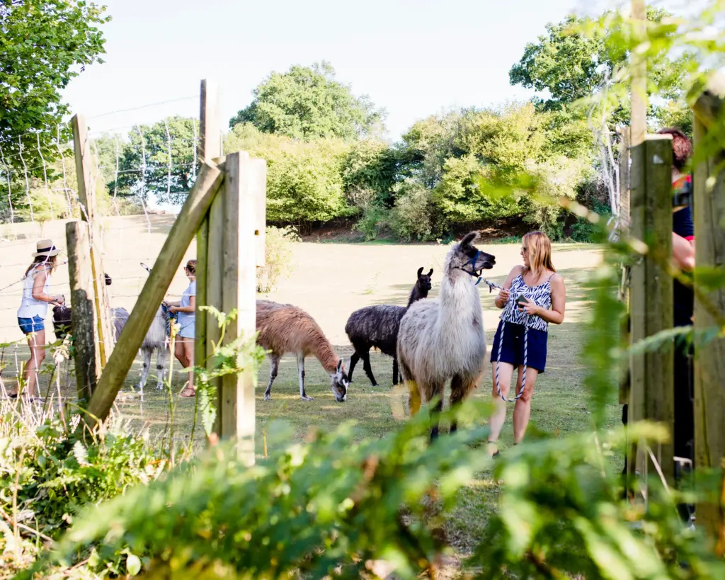 Junior Magazine UK Family Travel A Llama Trekking Adventure in the Beautiful Surrey Hills at The Merry Harriers