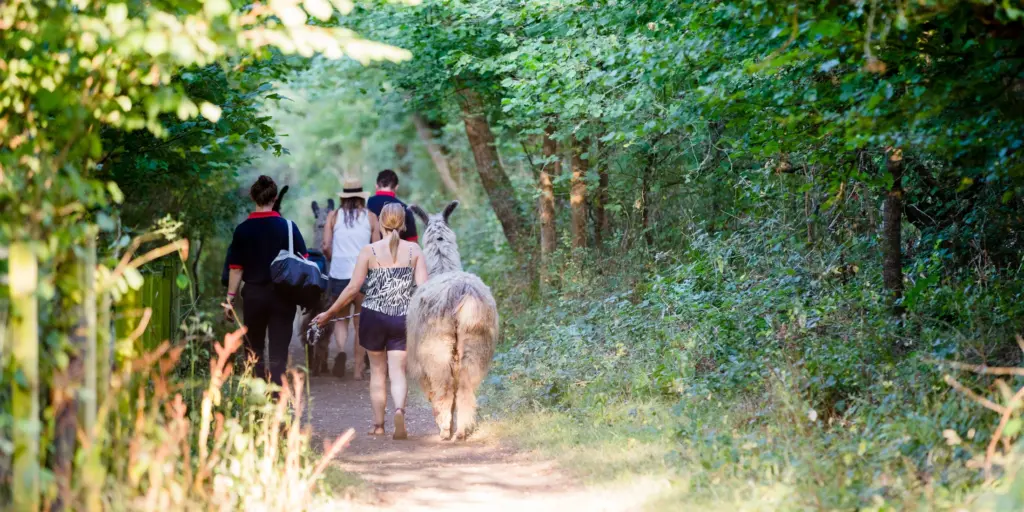 Junior Magazine UK Family Travel A Llama Trekking Adventure in the Beautiful Surrey Hills at The Merry Harriers