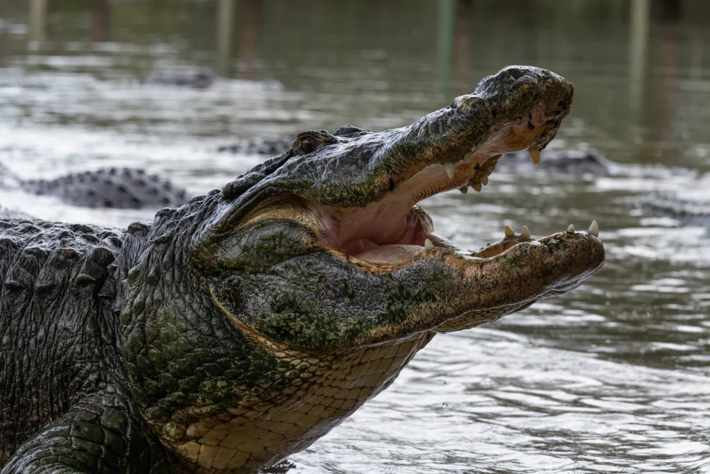 Junior Magazine Long Haul How Kissimmee is taking family holidays to the next level