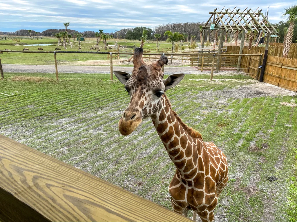 Junior Magazine Long Haul The Ultimate Florida Bucket List Holiday: From Peppa Pig to Circus-themed Bedrooms