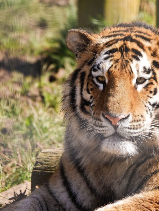 Junior Magazine UK Family Travel 5 Reasons Why ZSL Whipsnade Zoo Makes a Roarsome Sleepover!