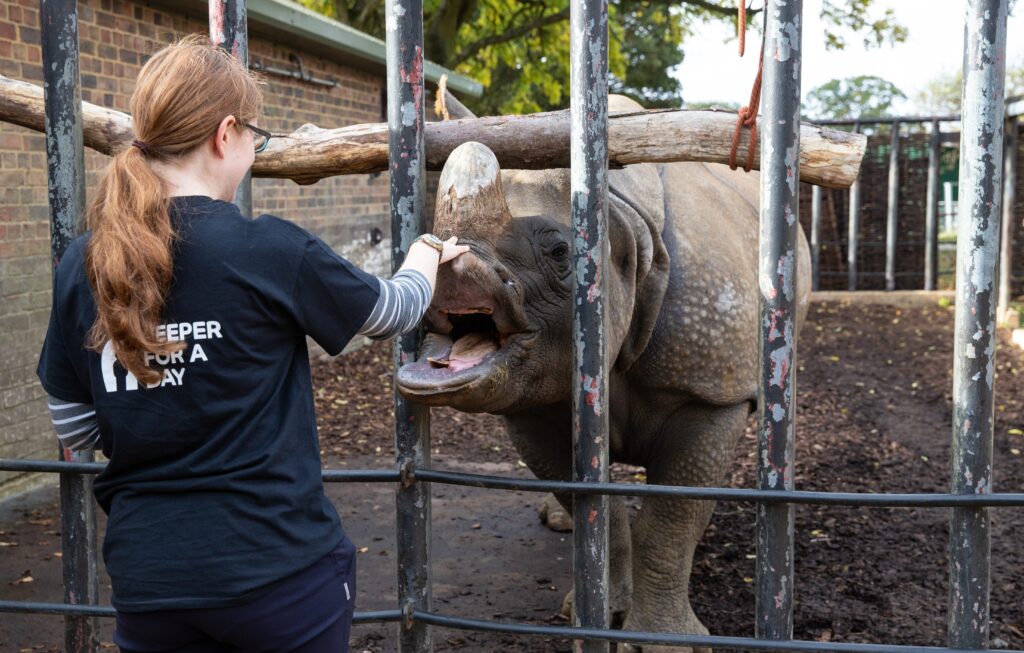 Junior Magazine UK Family Travel 5 Reasons Why ZSL Whipsnade Zoo Makes a Roarsome Sleepover!
