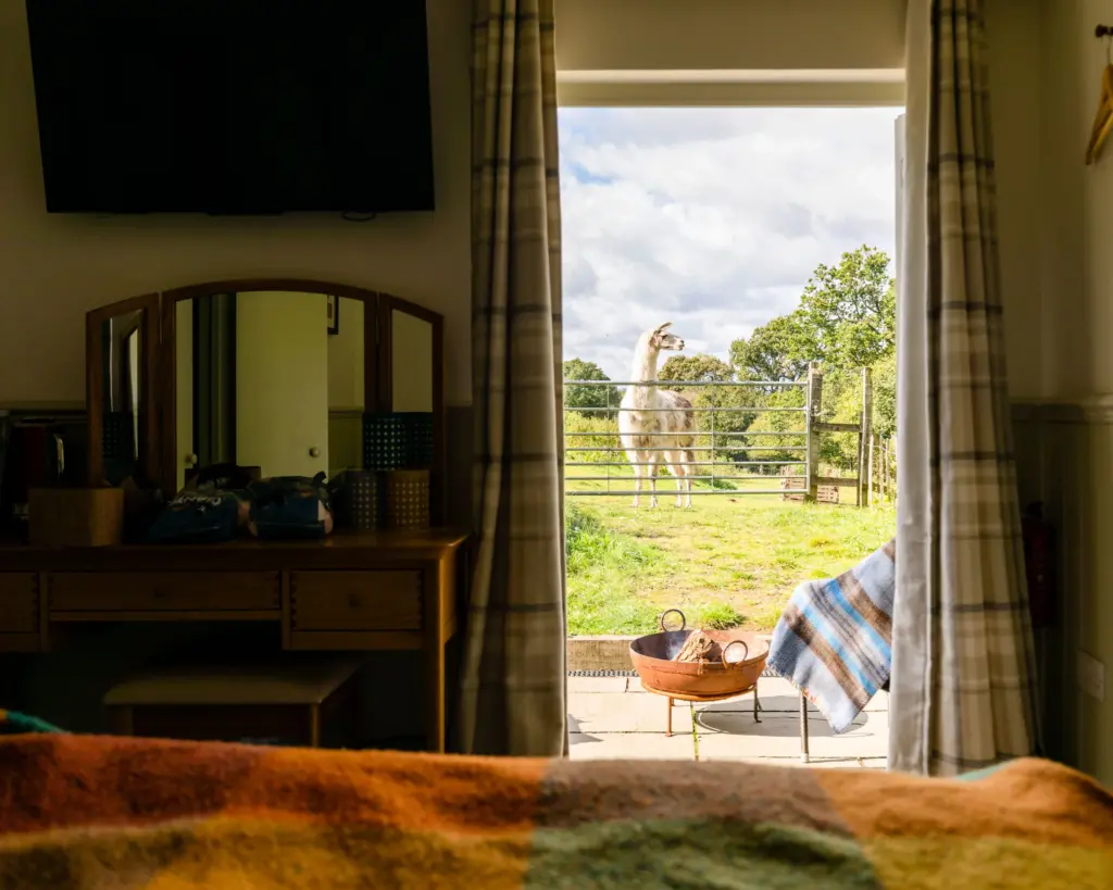 Junior Magazine UK Family Travel A Llama Trekking Adventure in the Beautiful Surrey Hills at The Merry Harriers