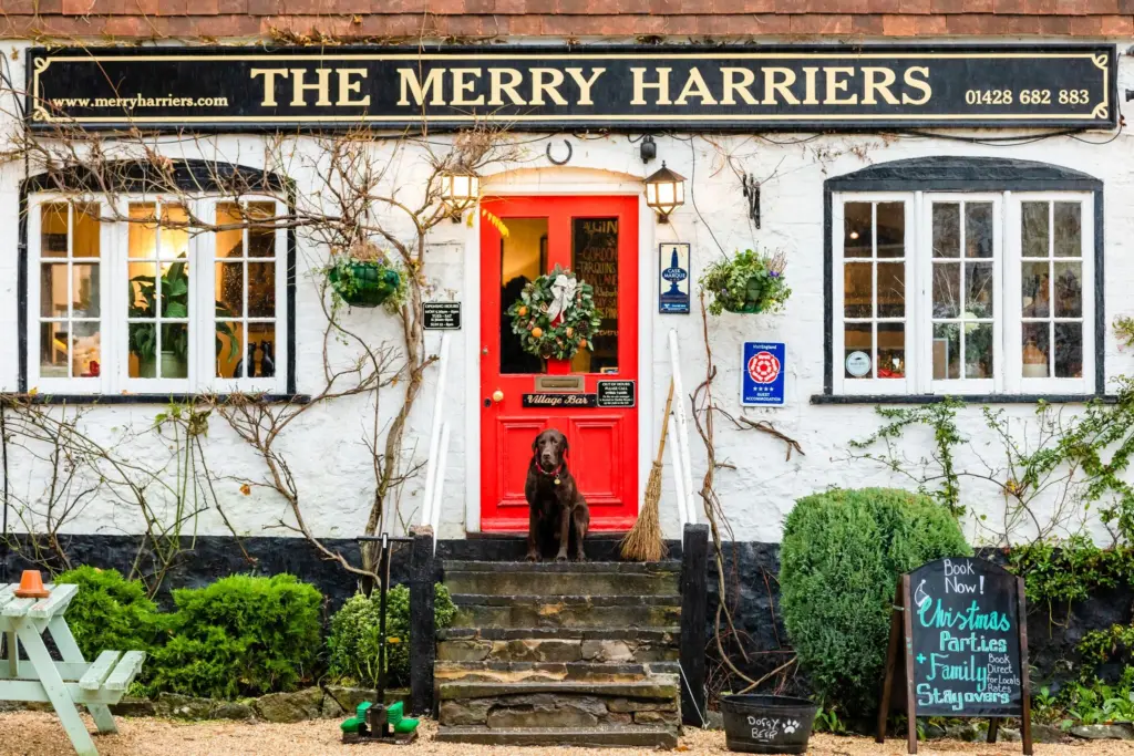 Junior Magazine UK Family Travel A Llama Trekking Adventure in the Beautiful Surrey Hills at The Merry Harriers