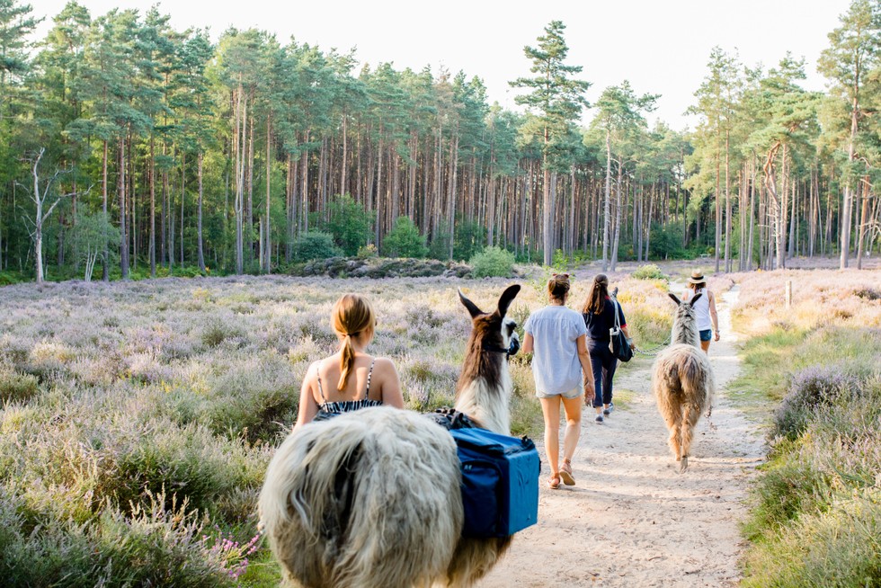 Junior Magazine UK Family Travel A Llama Trekking Adventure in the Beautiful Surrey Hills at The Merry Harriers