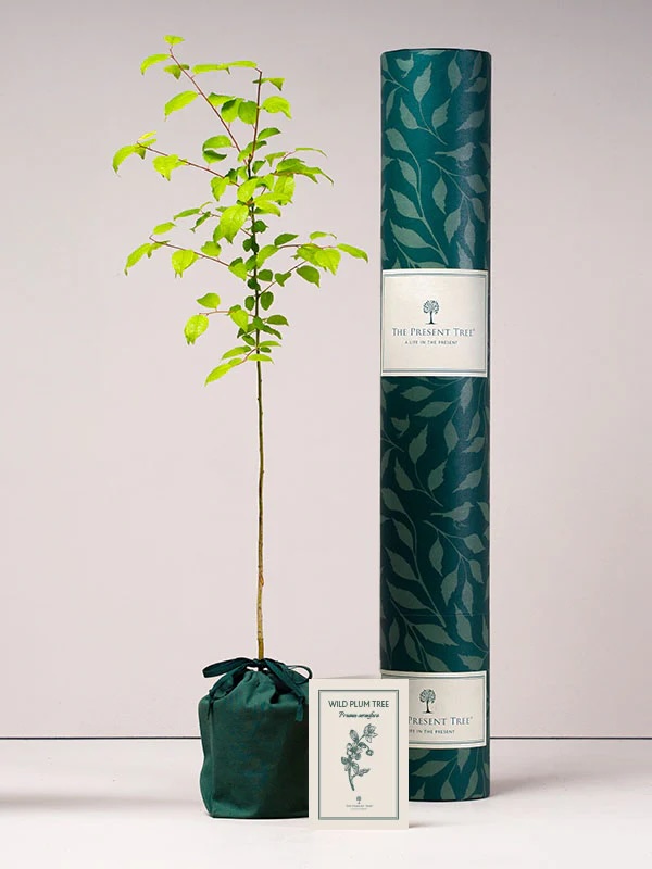 Junior Magazine Wild Plum Tree for  Hope & Happiness, £50, The Present Tree