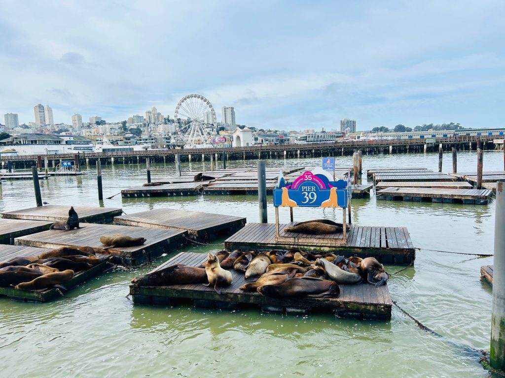 Junior Magazine Long Haul The best things to do in San Francisco with children