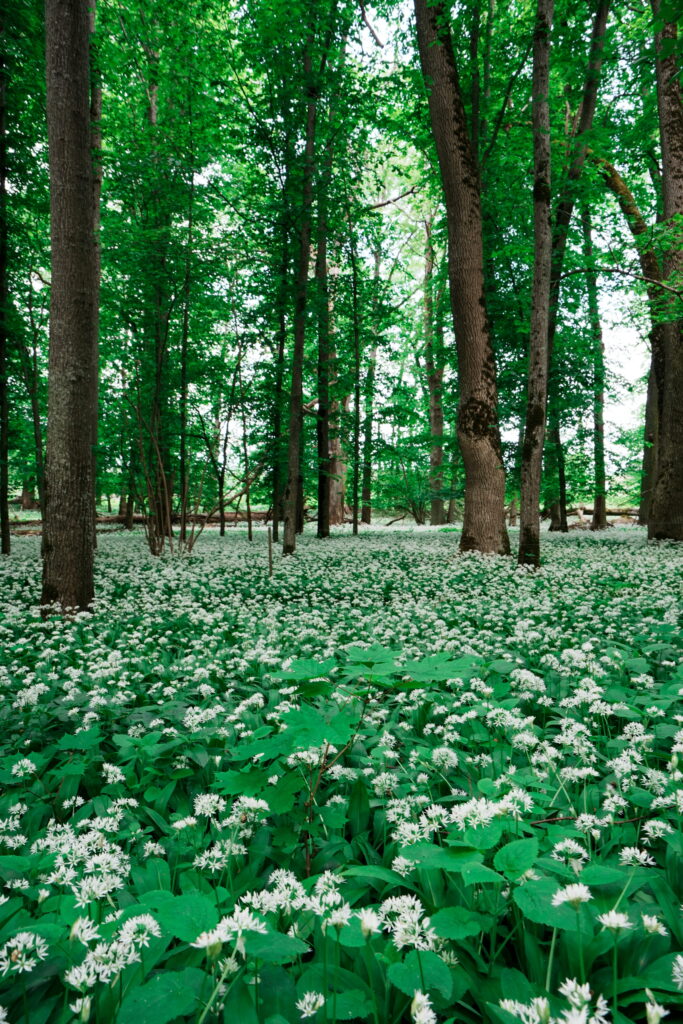 Junior Magazine City Guides Sweden with Kids: The Best of City Life and Outdoor Living