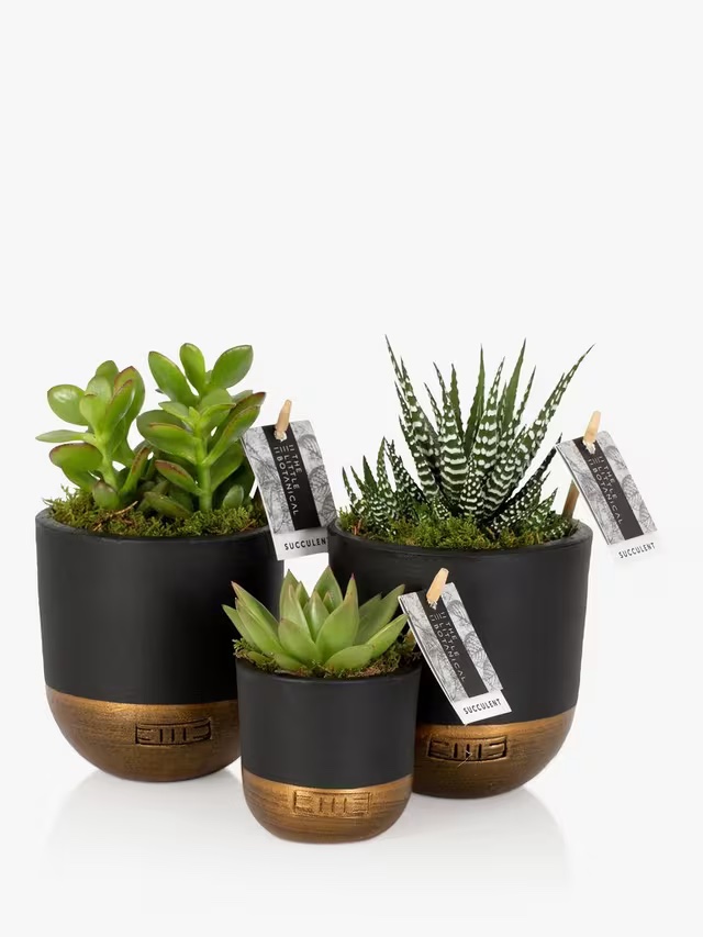 Junior Magazine  Succulent Plant Gang, from £25, The Little Botanical