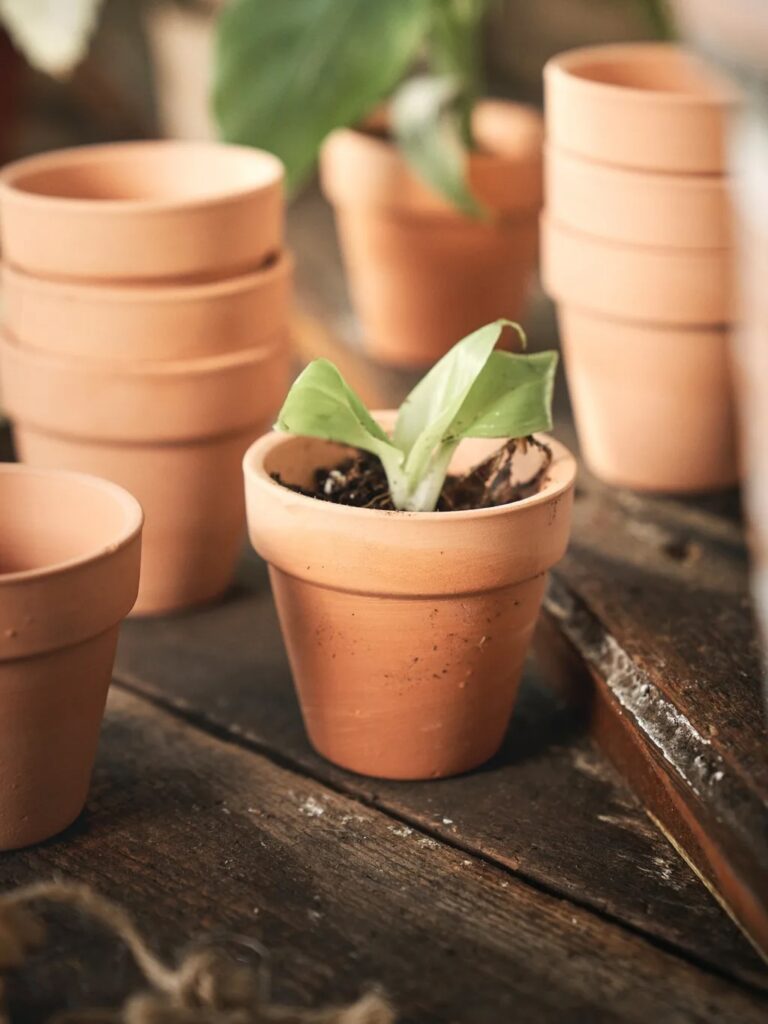 Junior Magazine Family Life How to Create a Mini Vegetable Garden with Children
