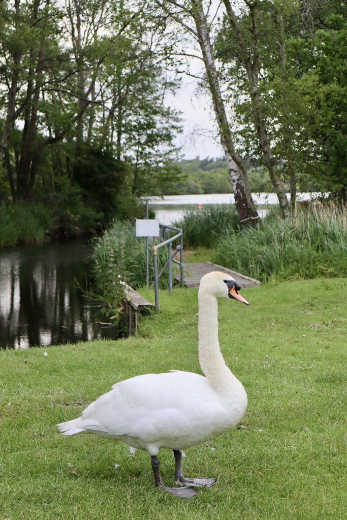 Junior Magazine Travel Wonderwild: Stay in Norfolk’s Nature-Led Bell Tents